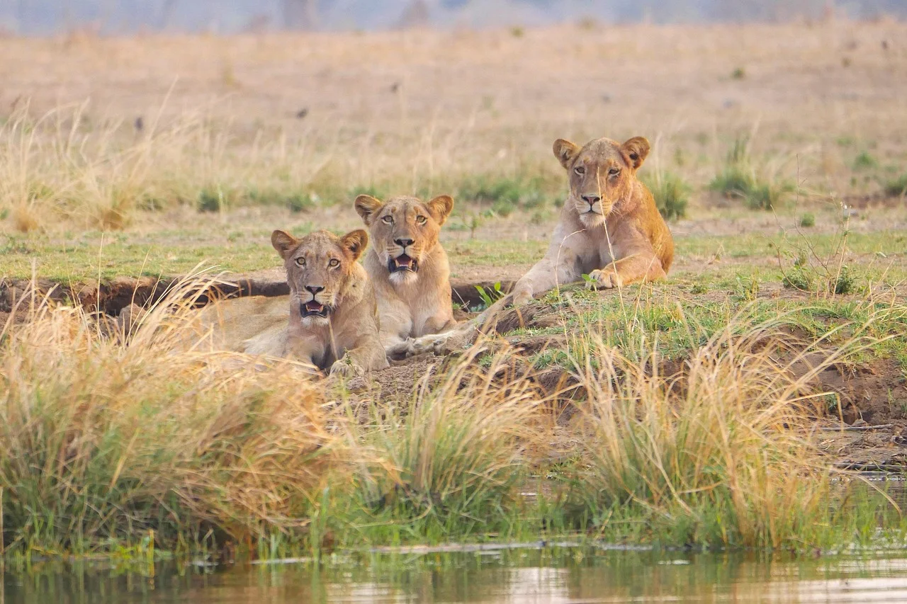 2-Day Saadani National Park Staying Inside the Park