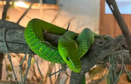 Discover 1-Day Meserani Snake Park, Reptile Tour & Maasai Culture