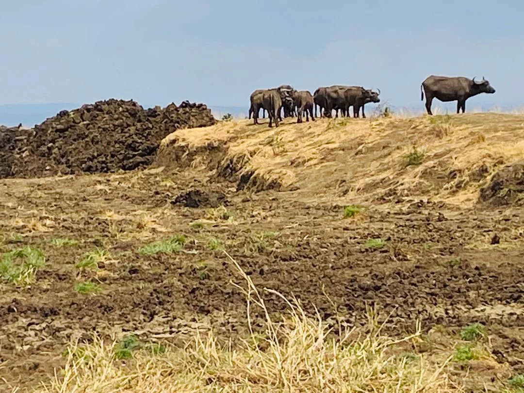 Mikumi National Park Day Safari by Train from Dar es Salaam