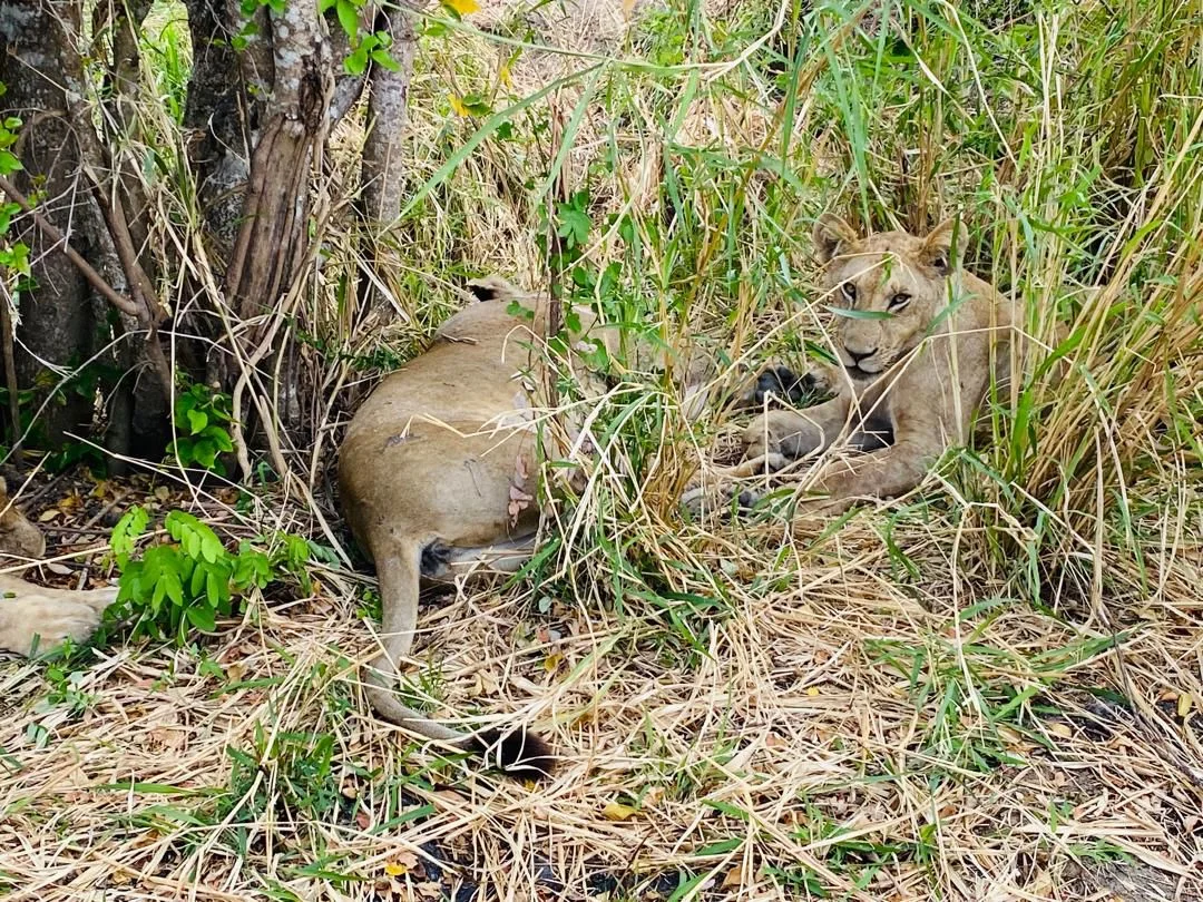 Southern Tanzania Safari & Zanzibar Beach Escape