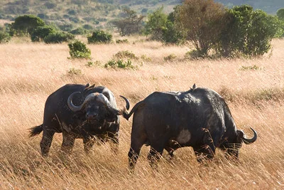 2-Day Fly in-out from Zanzibar to Tarangire & Ngorongoro Tour