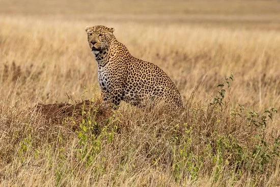 7-Day Mid-Luxury Epic Unforgettable Tarangire Serengeti Ngorongoro and Lake Manyara