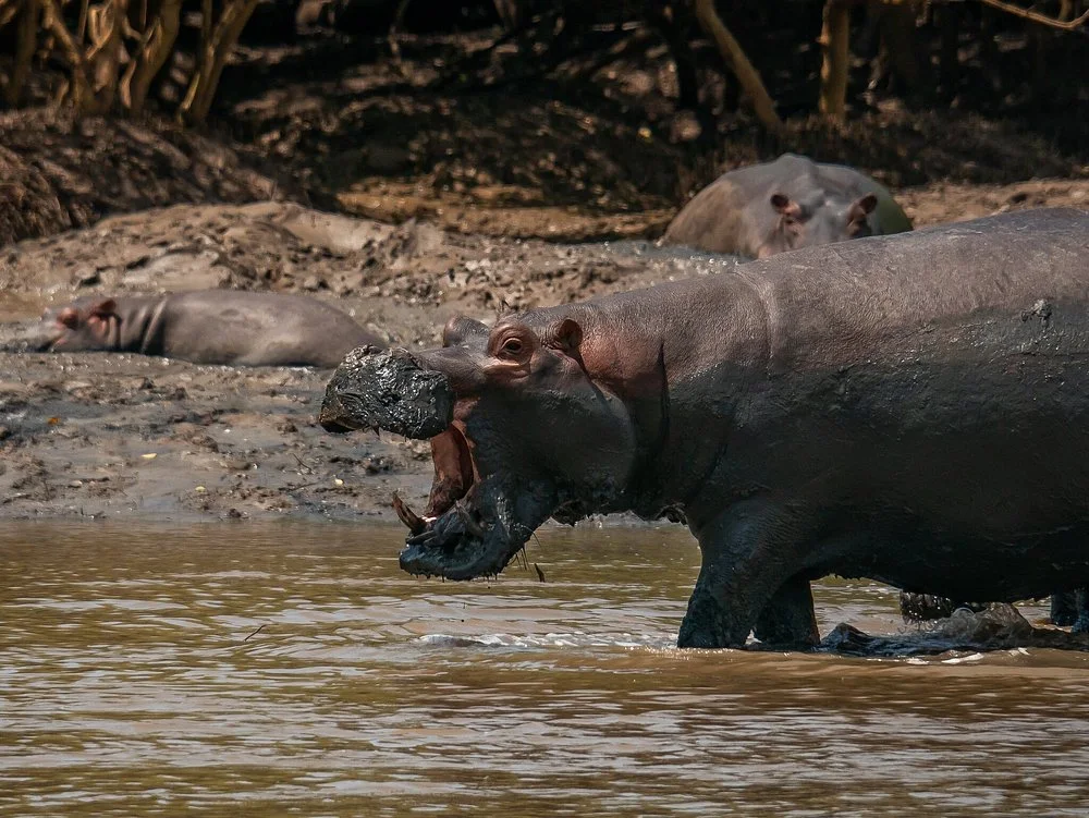 4-Day 3 Nights Budget Safari to Mikumi and Ruaha NP