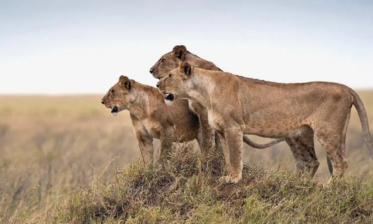 Best of 5-Day Upper Mid-Range Tanzania Safari