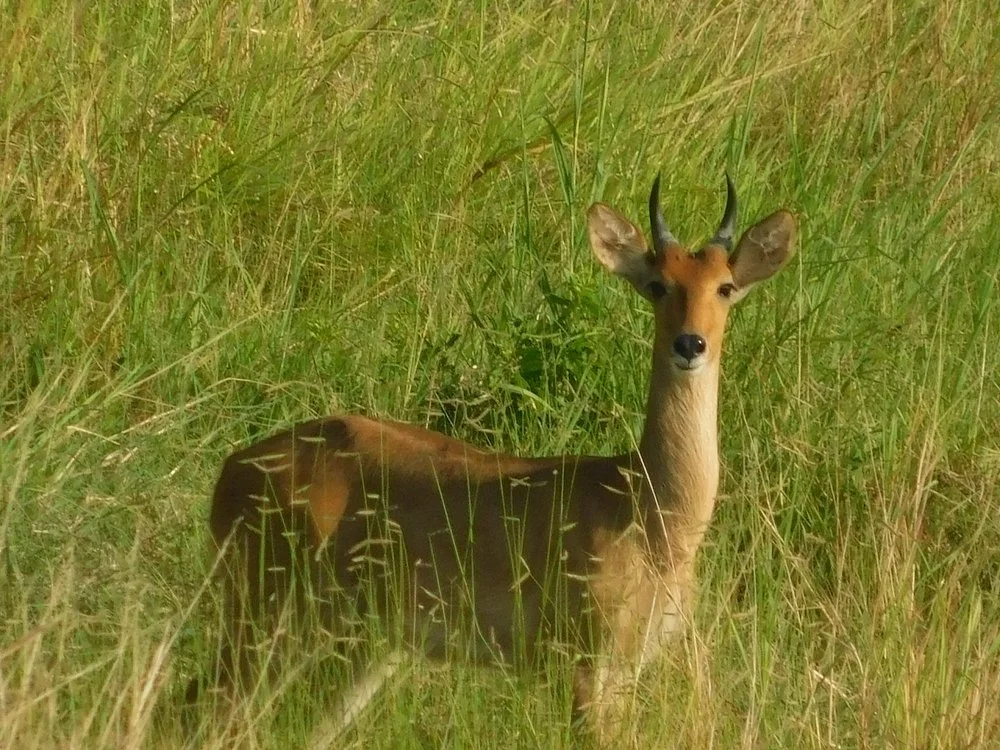 4-Day Southern Circuit Mikumi NP and Ruaha National Park