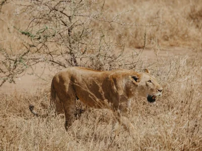 6-Day A Luxury Safari All-Inclusive Tanzania toUR