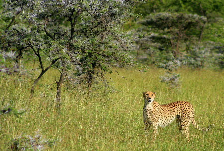 Explore 7-Day Tanzania Wildlife Safari and Tour