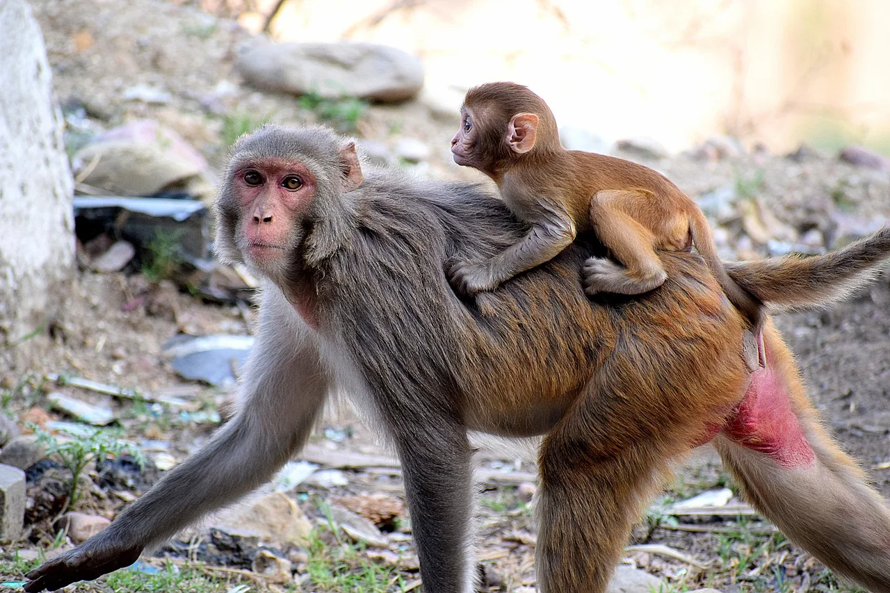 2-Day Safari to Amboseli