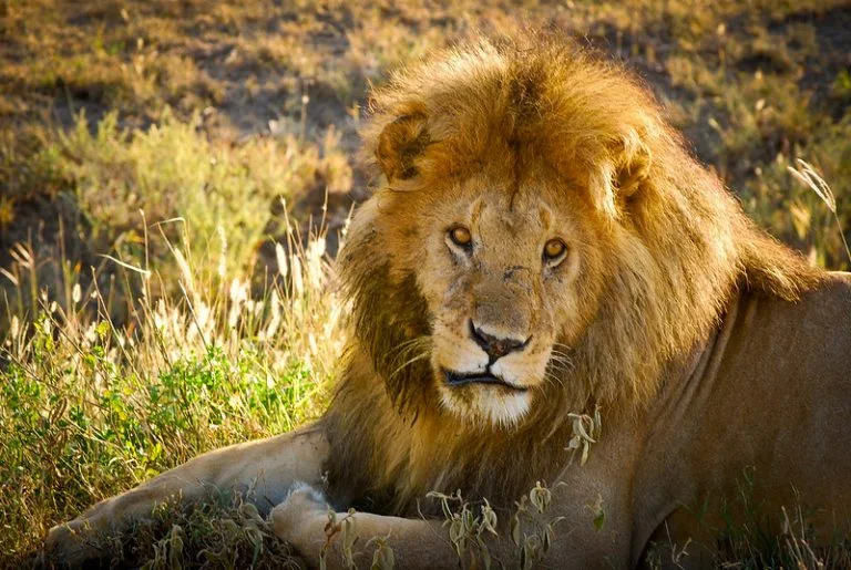 2-Day Fly from Zanzibar to Serengeti na Ngorongoro Crater