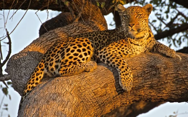 Impressive 3-Day Great Migration Southern Serengeti & Ngorongoro Tour