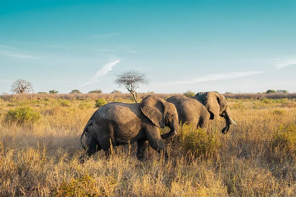 10-Day Climbing Mount Kilimanjaro via Northern Circuit
